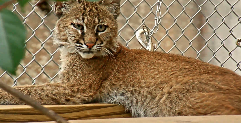 Shamrock ★ Cat  Shamrock | Big Cat Rescue | Wild cats in the wild: Our mission